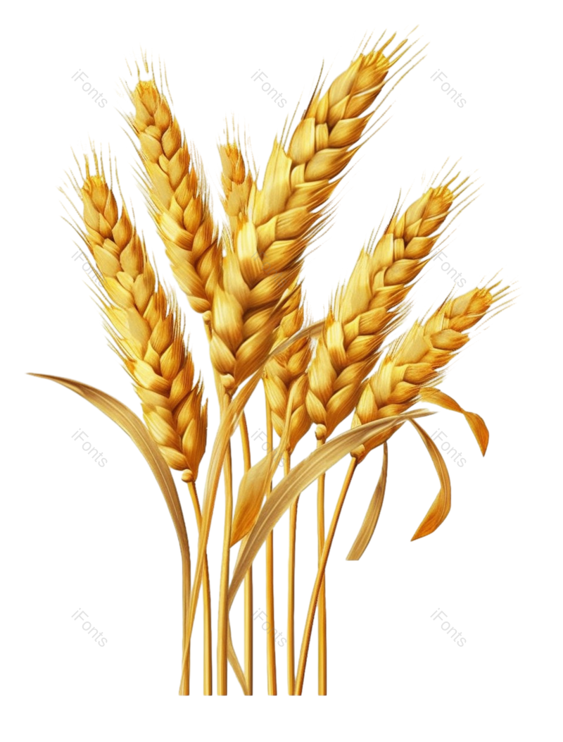 小满图片,麦子元素,丰收PNG,麦穗免抠素材